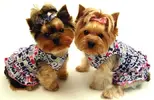 Dressed-Dogs8.webp