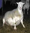 Fat-Goat.webp