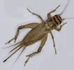 1582762284625.webp