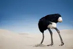 83886