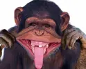 Monkey..webp