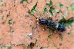 springtail002.webp