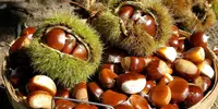 636173260035361510-basket-of-chestnuts.webp