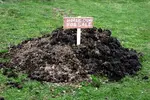 manure-pile-for-sale.webp
