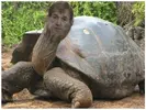 kingkennytortoise.webp kingkennytortoise.webp