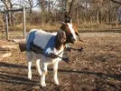 Funny-Picture-Of-Goat.webp
