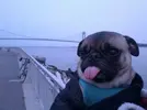 pug tonugue out.webp
