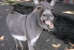 1591186935923.webp