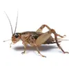 1592685224389.webp