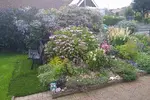 garden lacecap and hebes in flower.webp