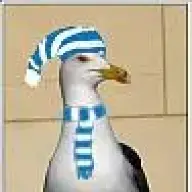 Seagull
