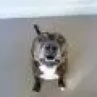 dixienormous