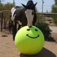 Ball Horse Eyes