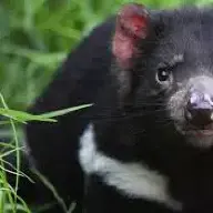 BlueScorpio