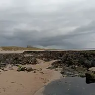 Silvergreyhead
