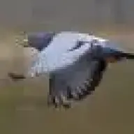 duncan's pigeon