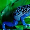 FVBlue