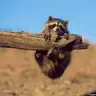 TrashPanda