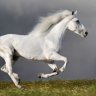 Vitor's White Horse
