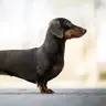 dachshund