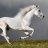 Vitor's White Horse